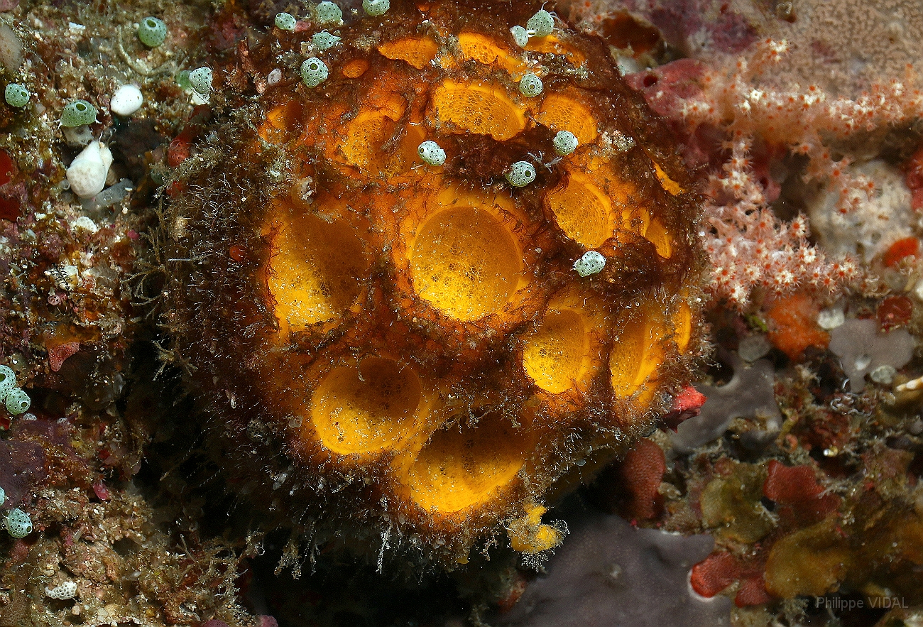 Raja Ampat 2016 - Corail - IMG_5369_rc.jpg